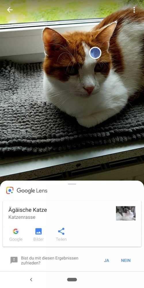 Visuelle Suche über Google Lens - Katze Charly