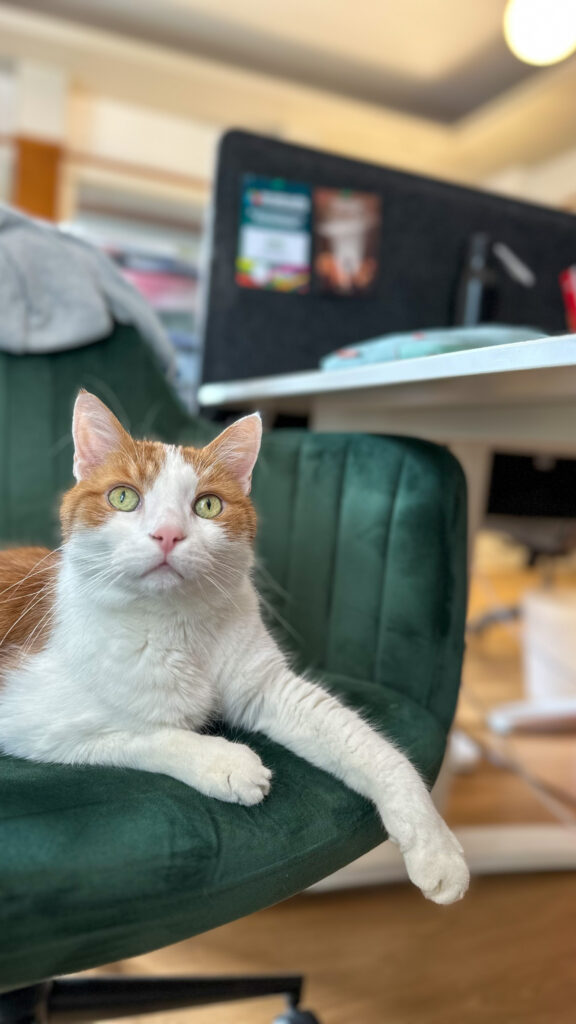 Charly liegt auf einem Bürosessel.