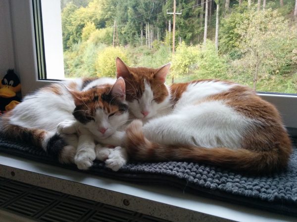 Susi und Charly beim Kuscheln auf der Fensterbank