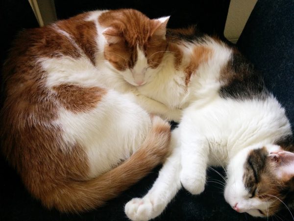 Susi und Charly kuscheln am Bürosessel im crosseye Büro