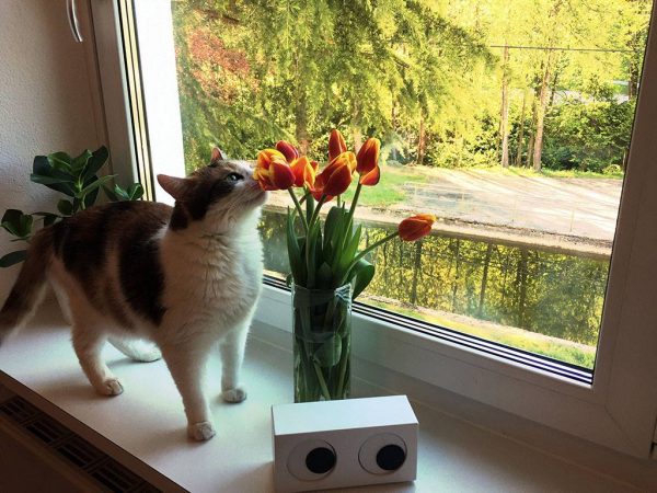 Susi mit den Tulpen im crosseye Büro