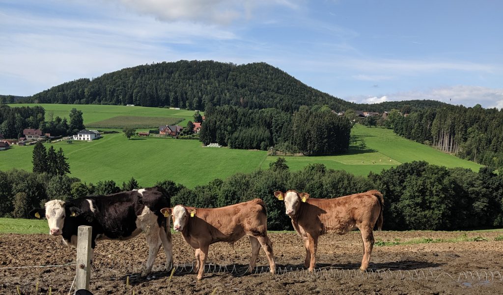 Kühe und Kälber des Urlaub am Bauernhof Zehenthofs