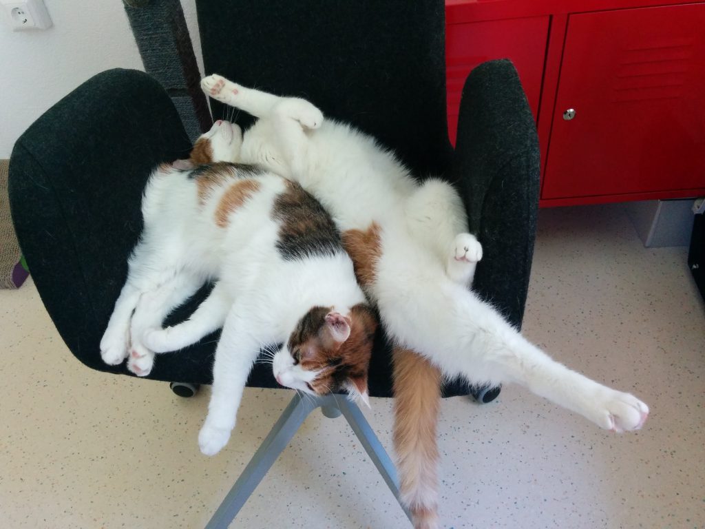 Susi und Charlie im crosseye Büro