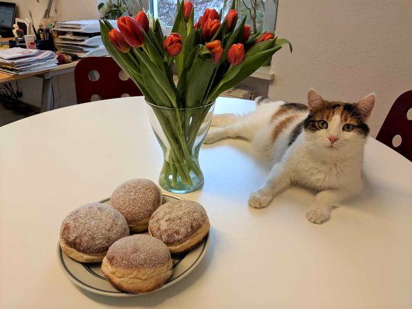 Bürokatze Susi im crosseye Büro