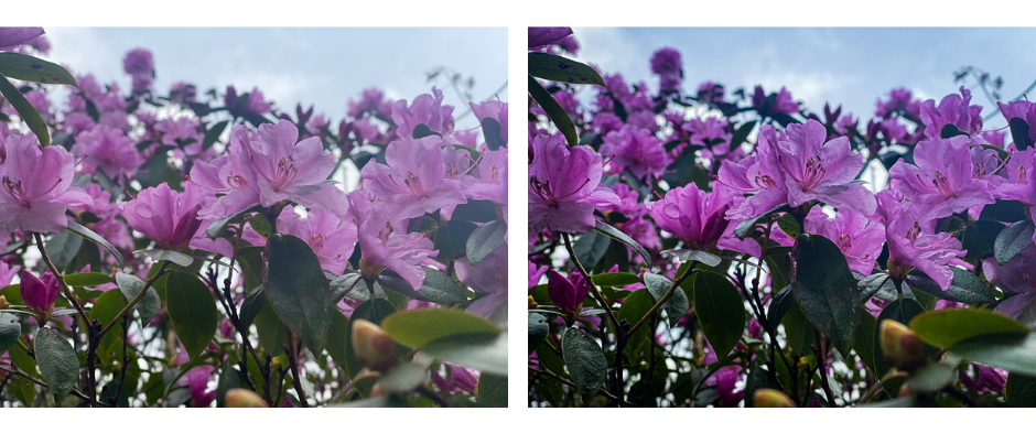 Vergleich zweier Blumen draußen in der Natur
