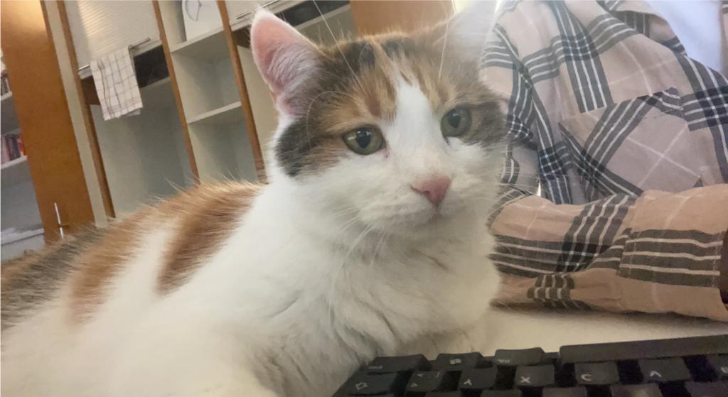 Bürokatze Susi mit Hannah