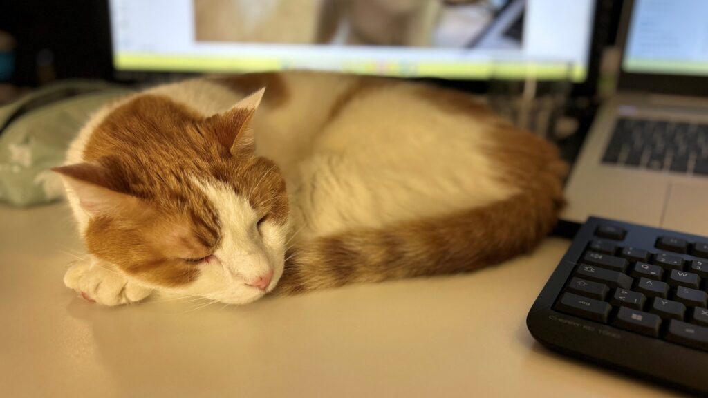 Bürokatze Charly Bürokatze Charly