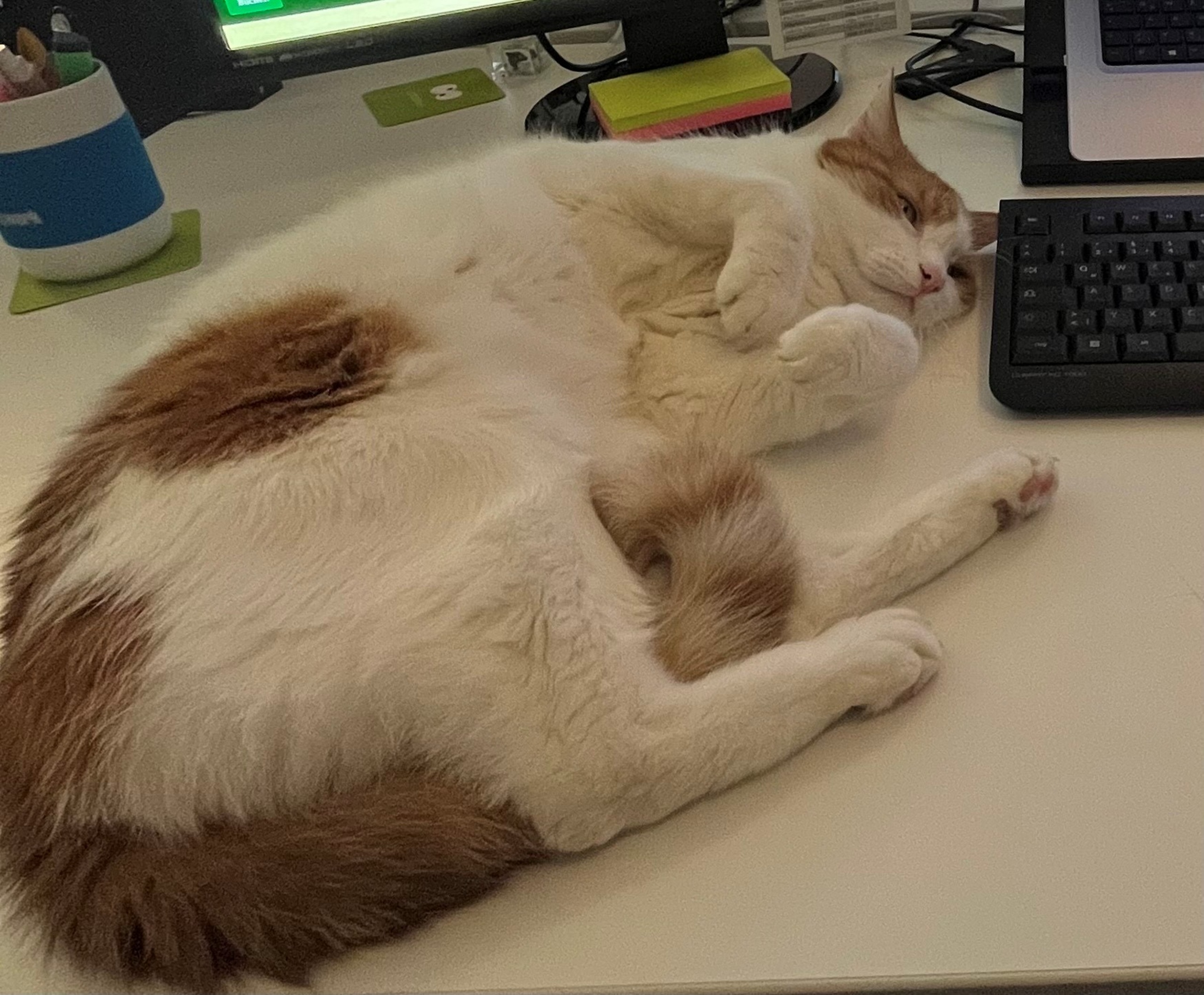 Charly am Schreibtisch.