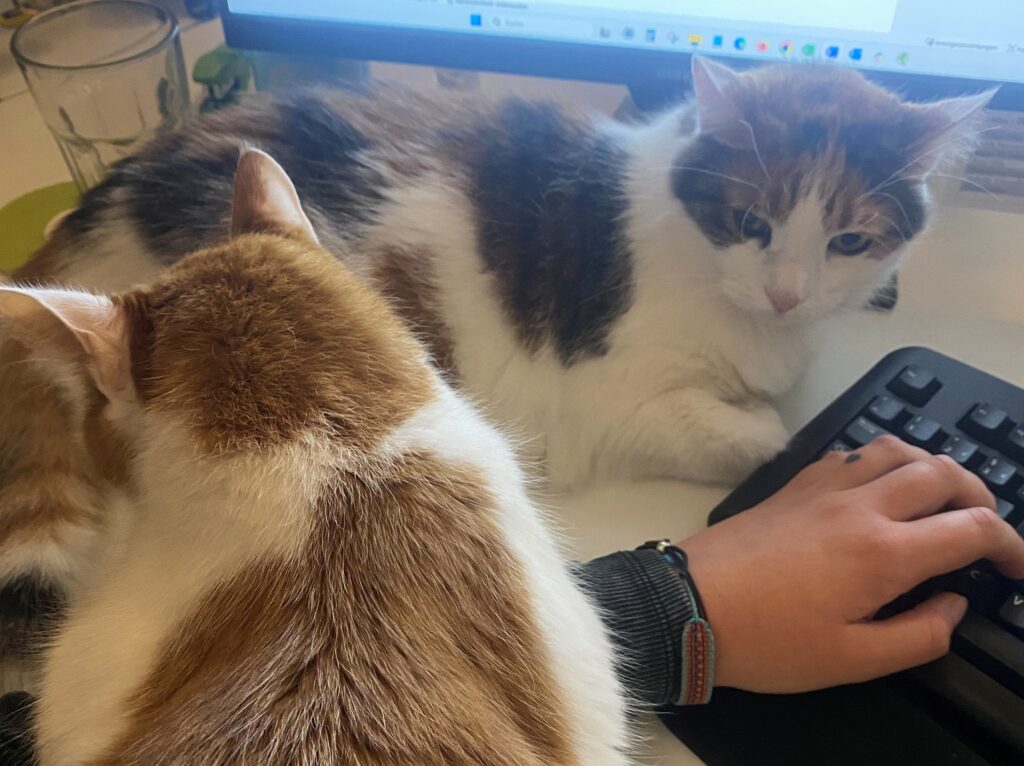 Susi und Charly, die Katzen bei crosseye Marketing.